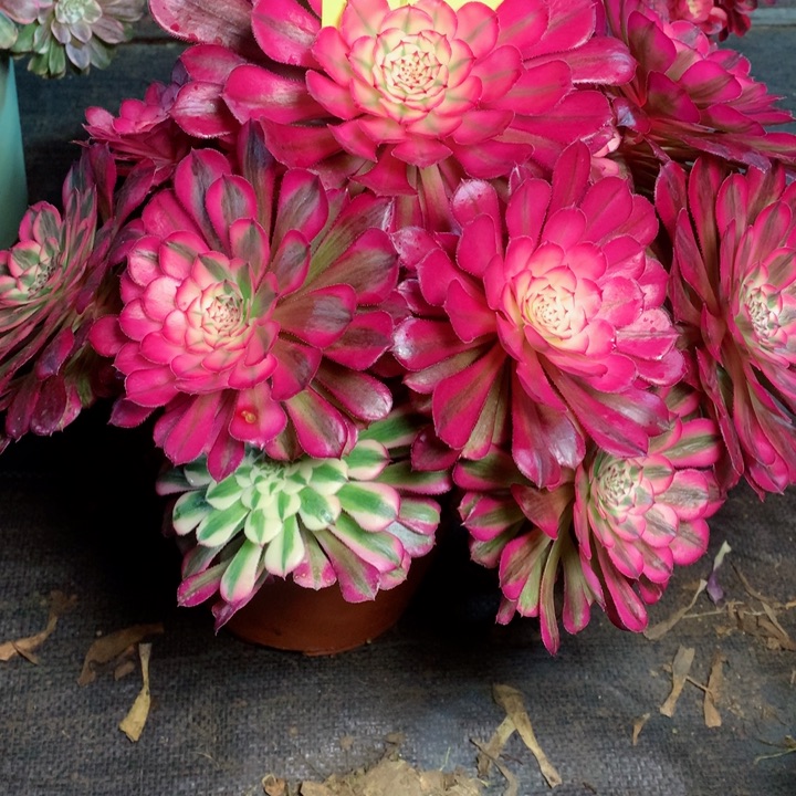 911红铜白多肉111111