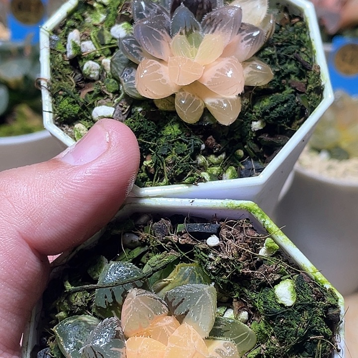 514福利一套两个一起