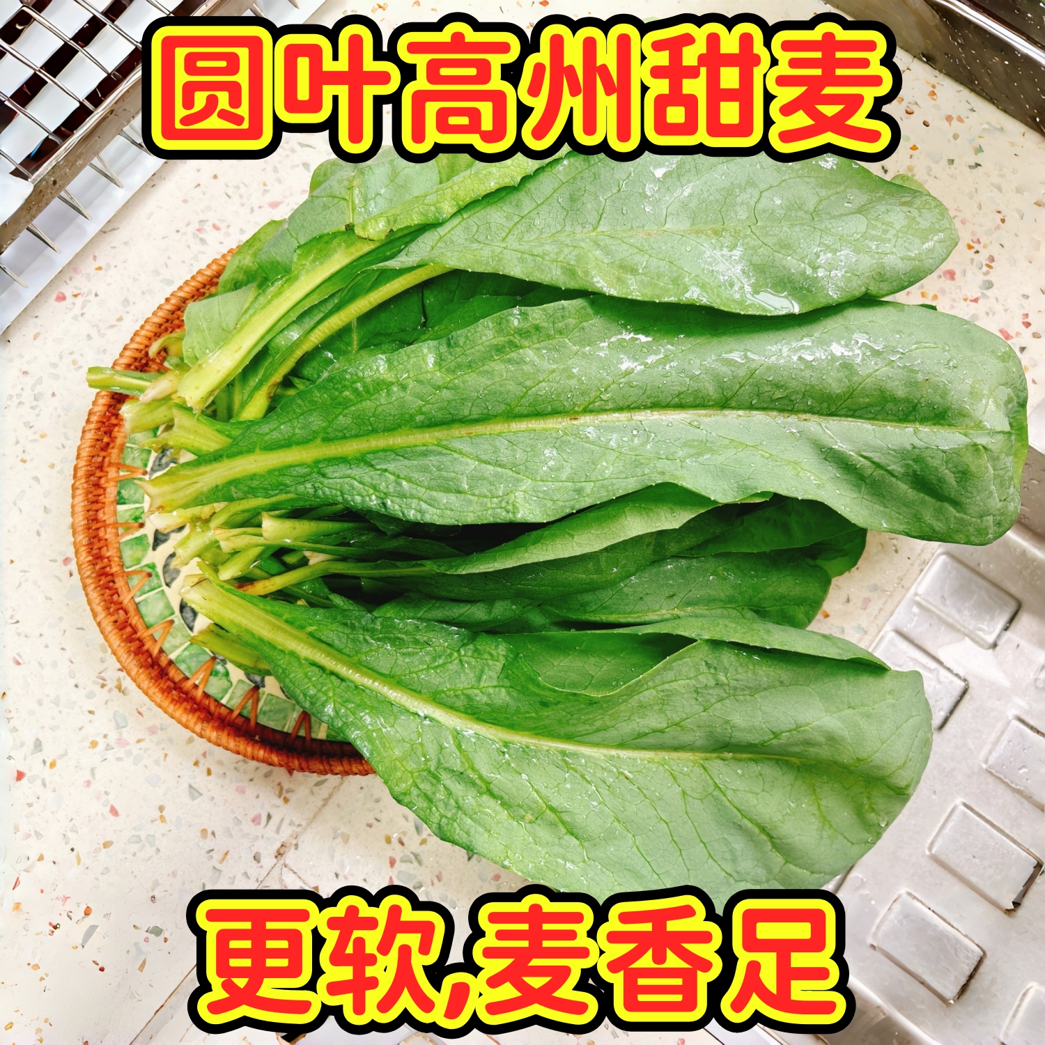 正宗高州圆叶甜麦菜苗秧苗苦麦菜苗花芽菜耐高温盆栽蔬菜种籽菜苗