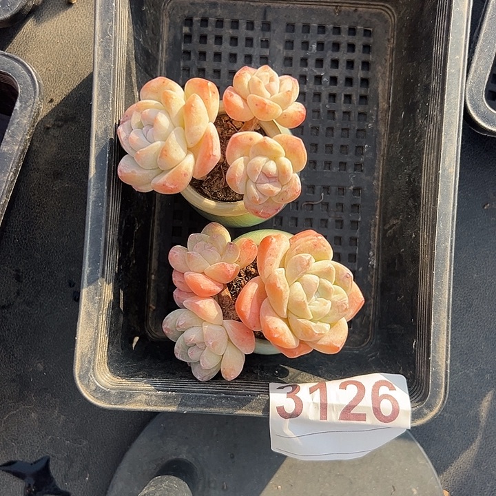 俩个三头杆子冰玉带盆发