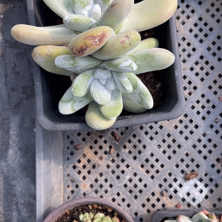 拇指多肉植物966