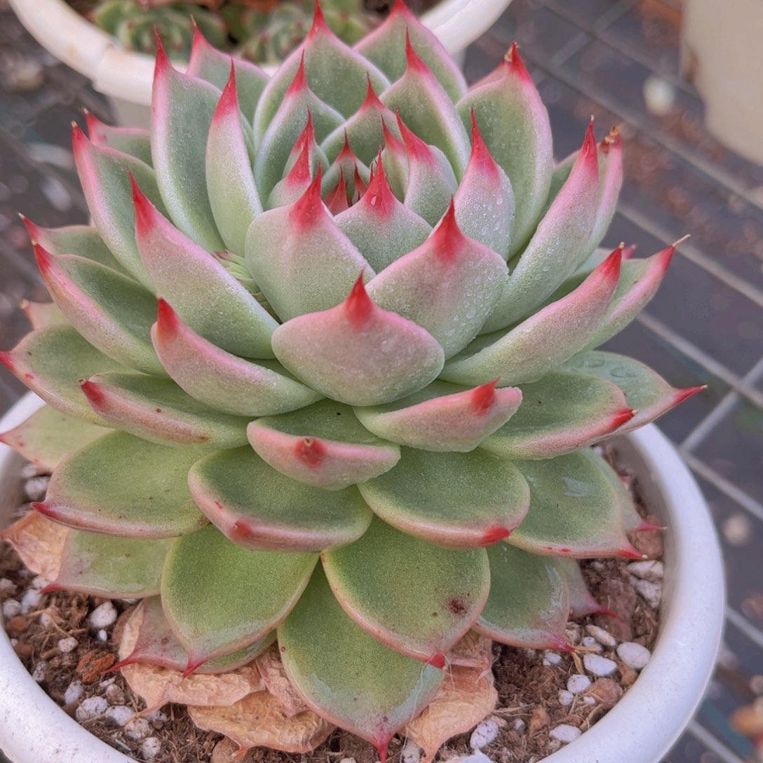 托斯卡11公分999999