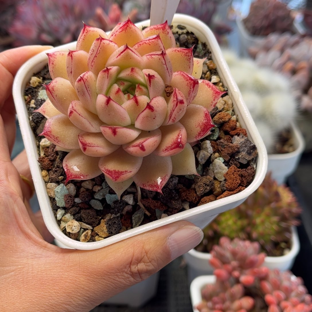 2278满30包邮天冷地区必拍保温箱