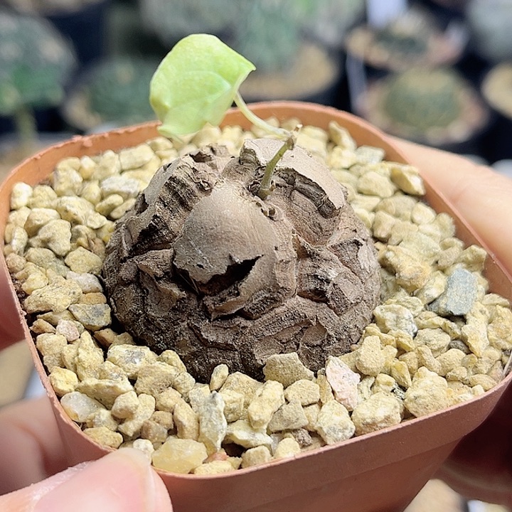 南非龟甲龙4公分