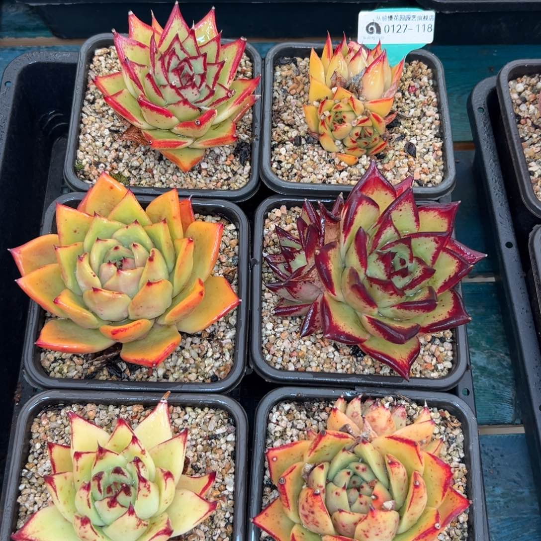 多肉一物一拍0127-118