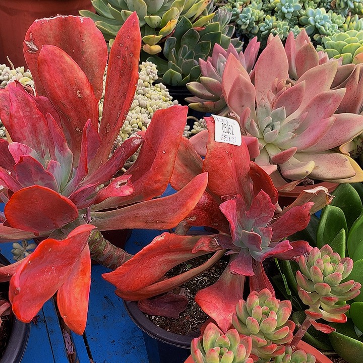 心***了钻石锦05052多肉多肉