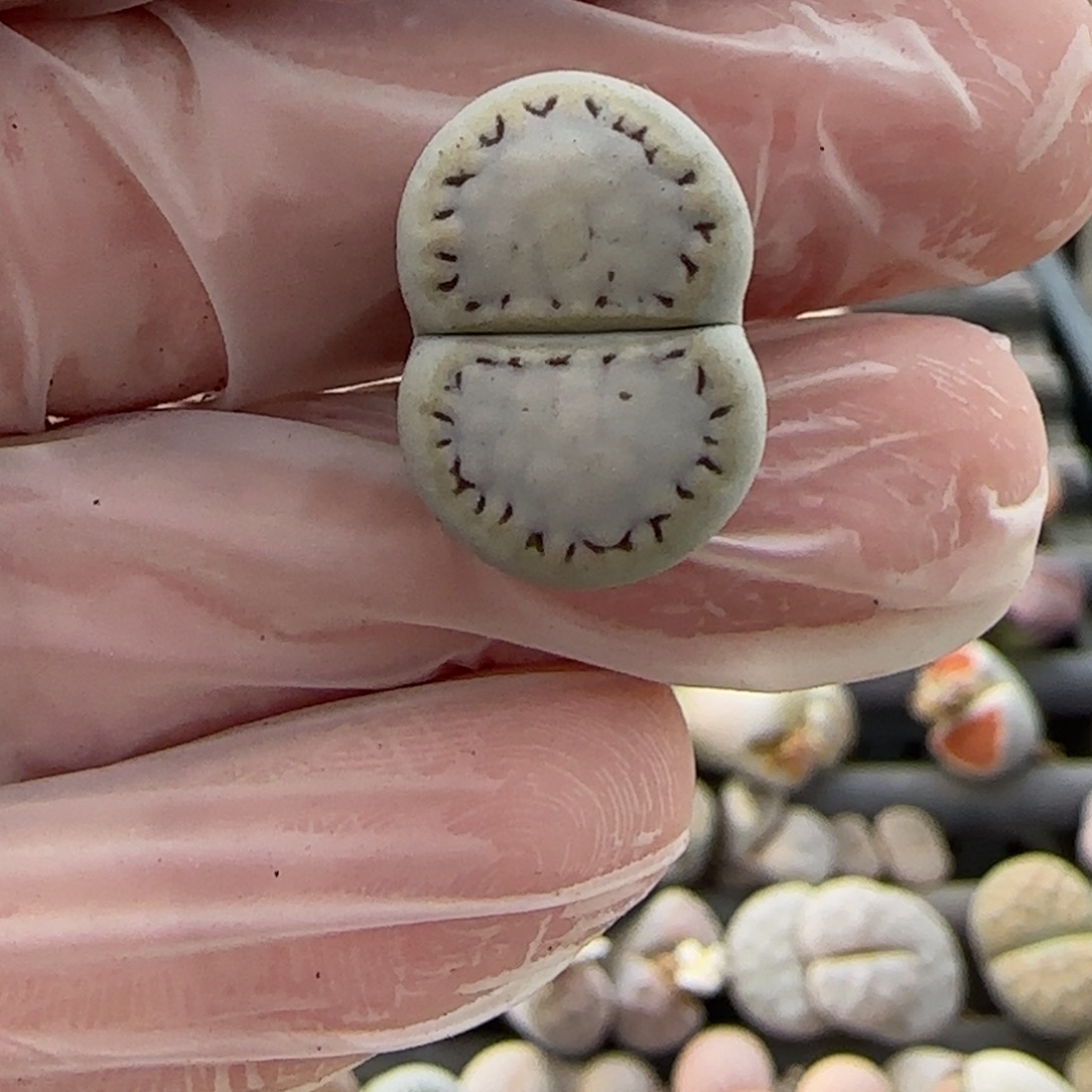 11.26。萌肉饼干。7016