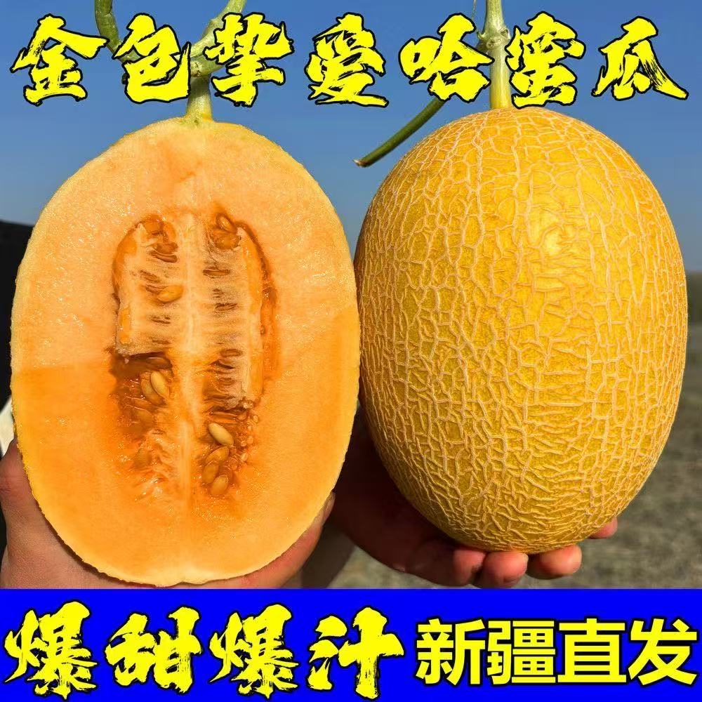 新疆原产地直发吐鲁金色年华黄金番麻纹蜜瓜脆甜多汁z6h