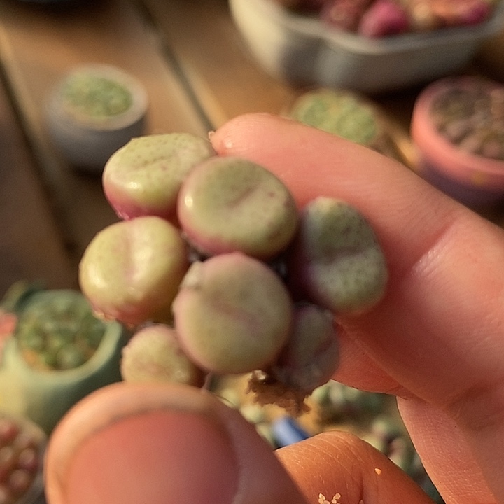 28506吕氏嘟嘟嘴一颗