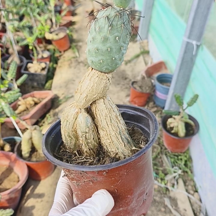 天***客月之桂嫁接习一颗脱土运输