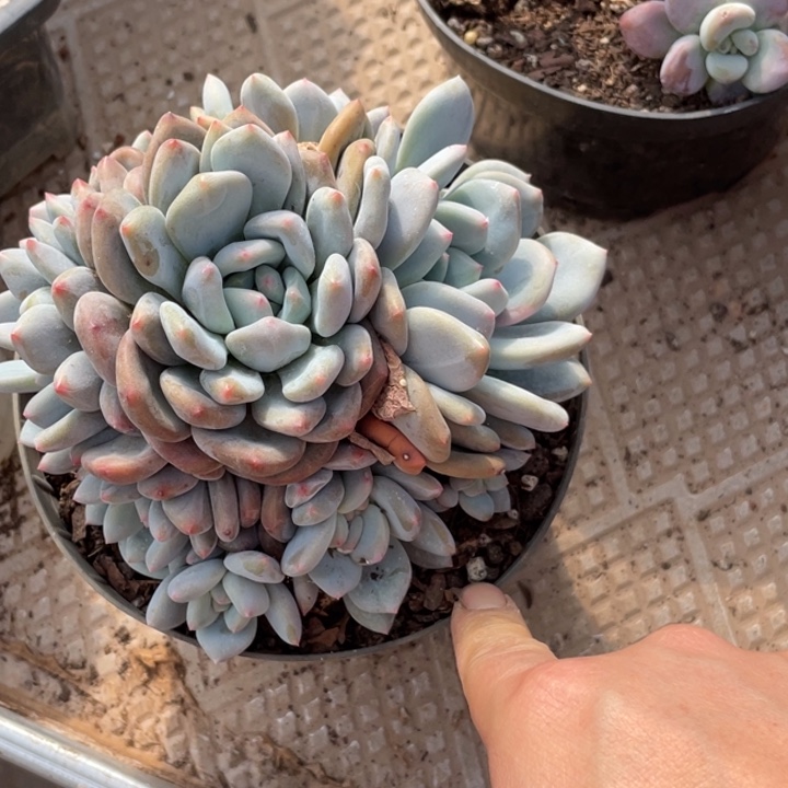 298 满20包邮脱土发货