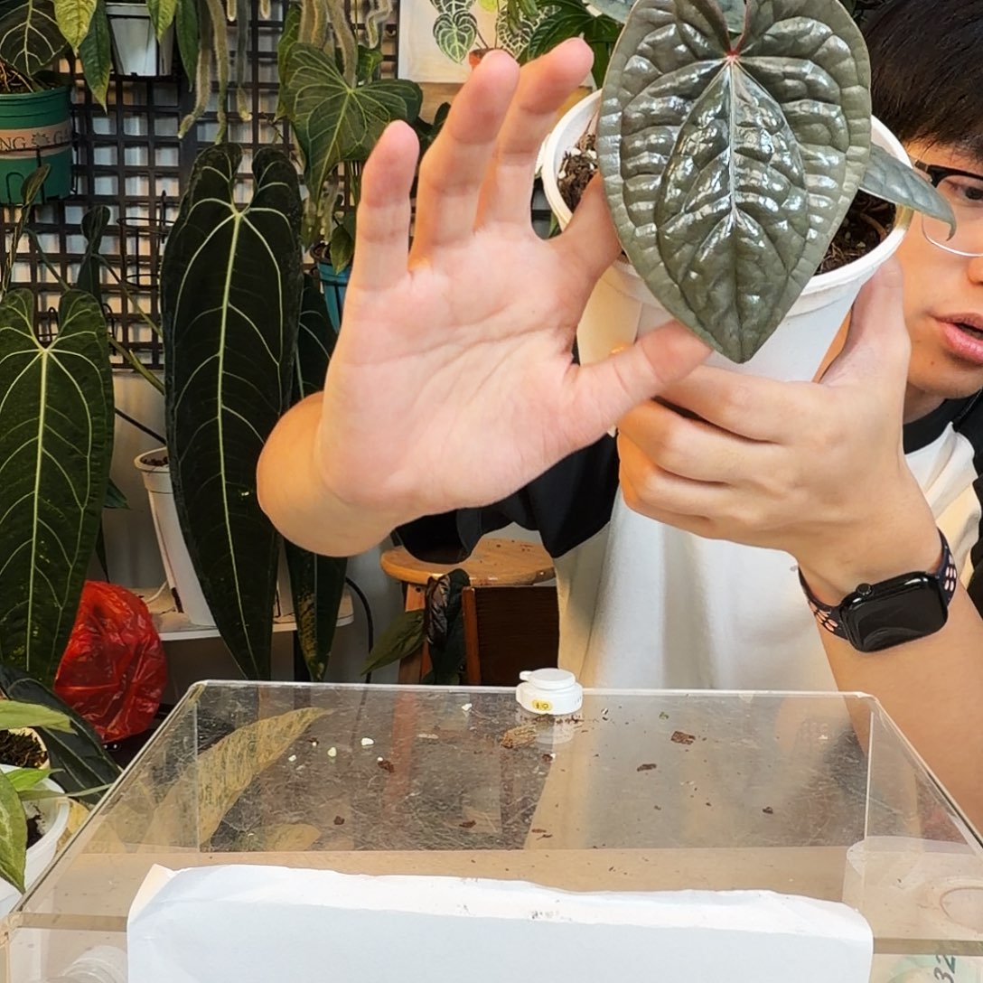 完全开放F128 籽播奢华