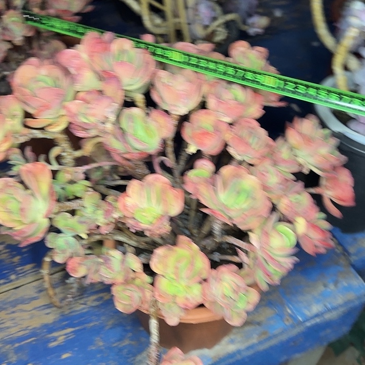 火焰玫瑰200 多肉植物一物一拍