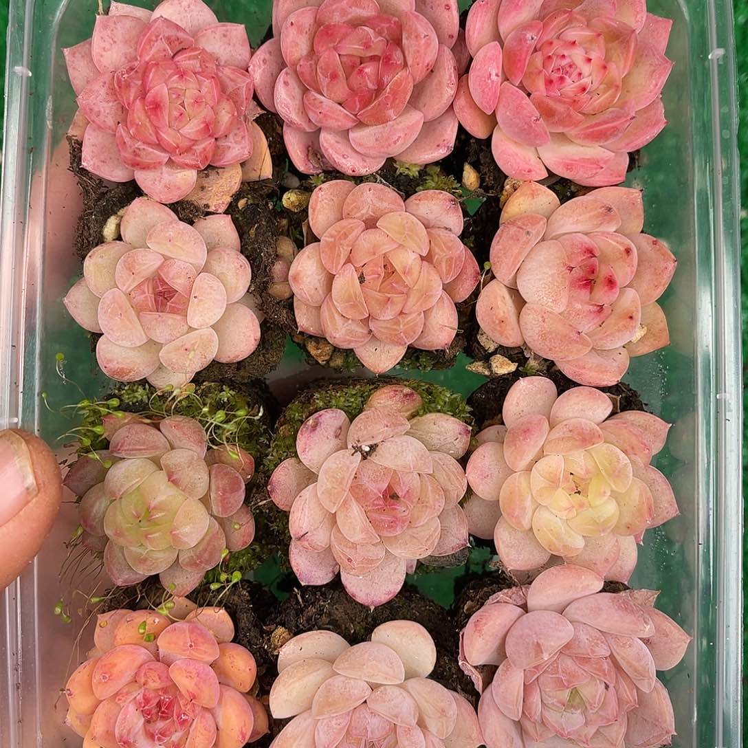 多肉一物一拍29-92