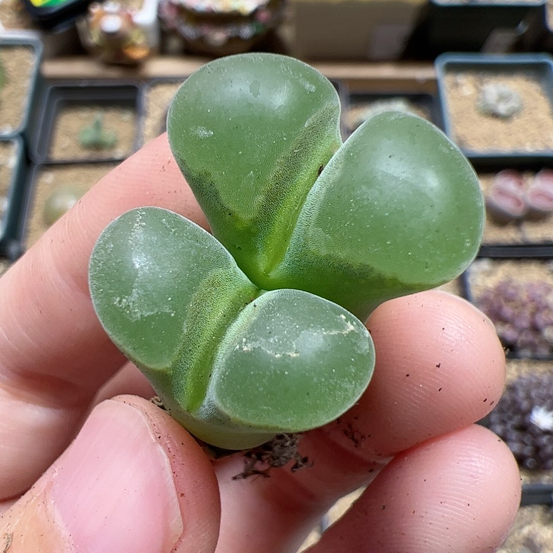 【闪购商品】163 极窗