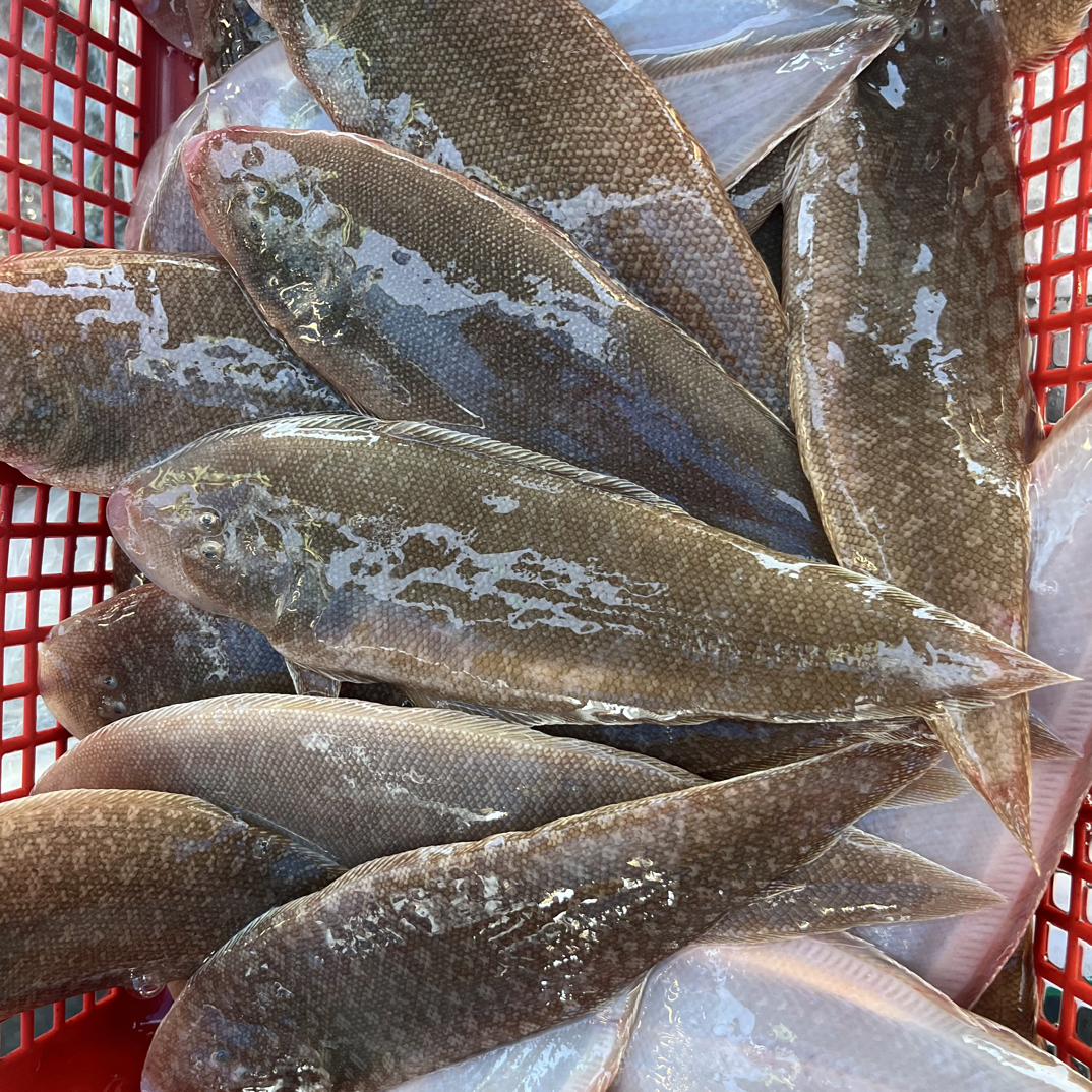 湛江野生龙利五斤，广东顺丰包邮