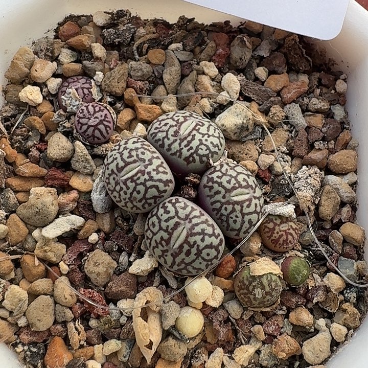 45 墨小锥肉锥。   