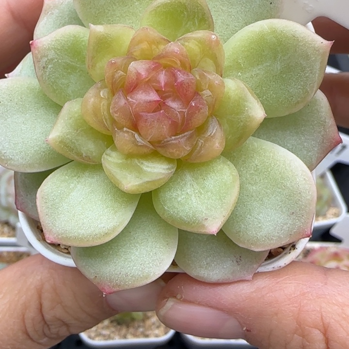 574号碧琉璃晗雨多肉