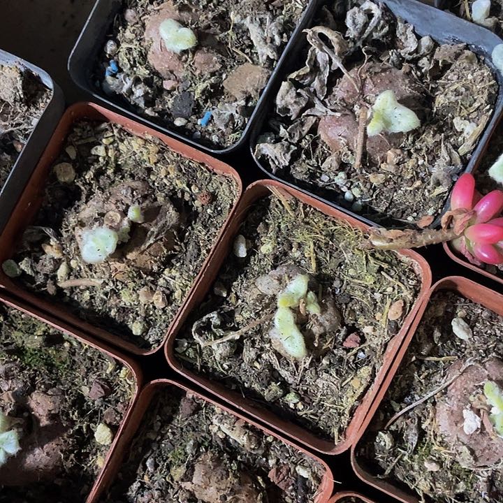 断崖女王2.8带盆土