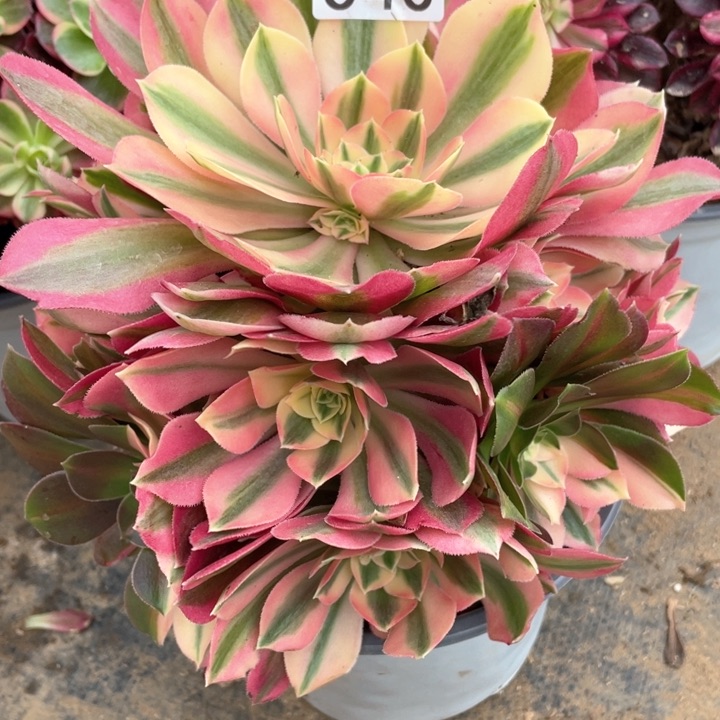 040多肉植物粉女巫