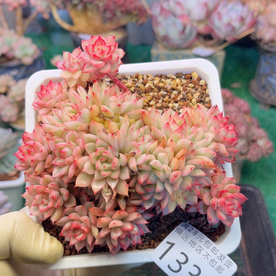 大1330，n x j c jv h n n