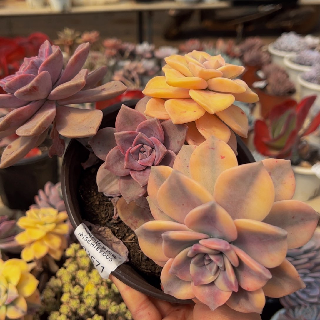 紫乐锦多头大盆群