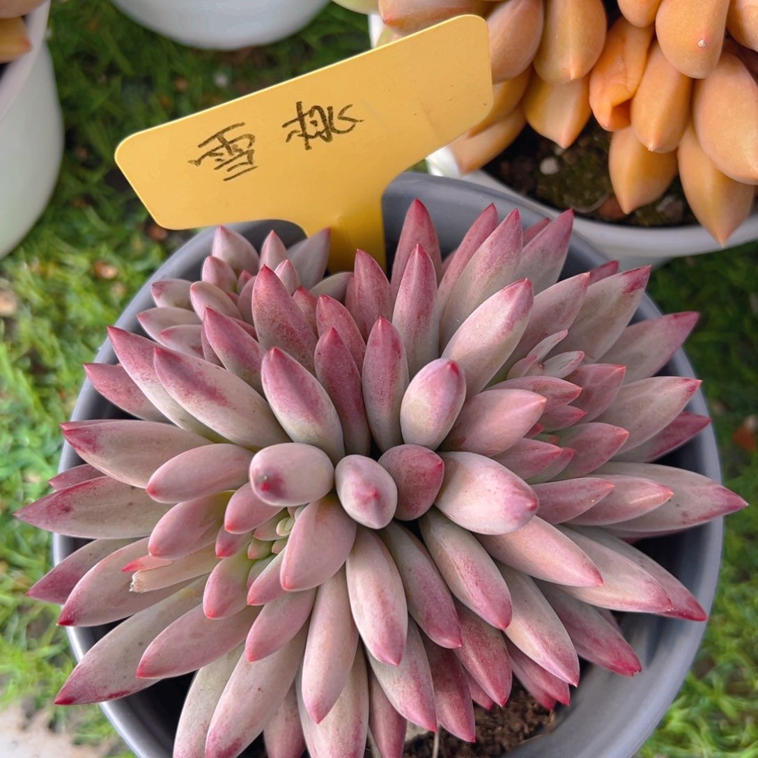 香玉等多种名贵的
