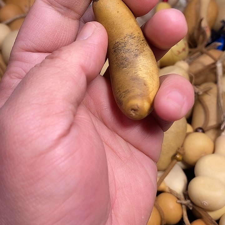 鱼***哥精品葫芦手把葫芦98