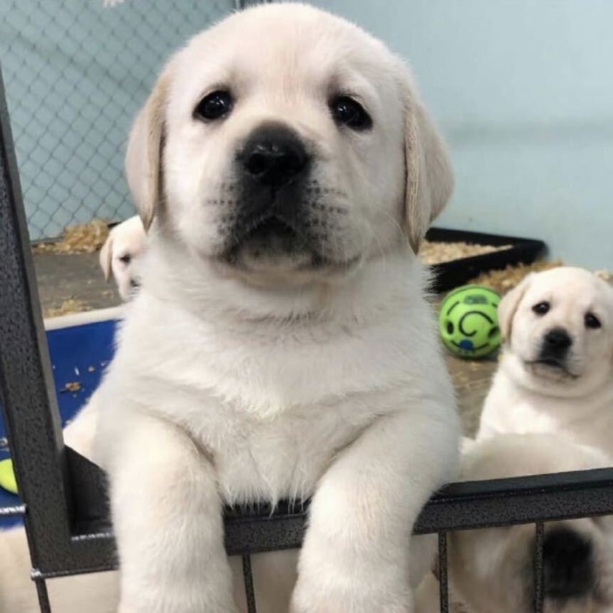 （Cute家）拉布拉多活体