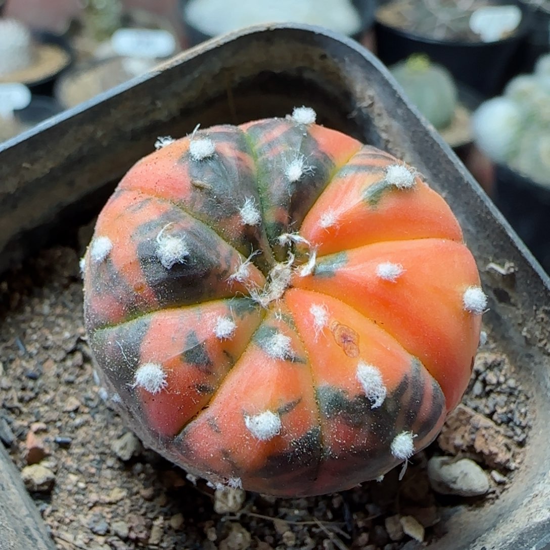 87实生兜锦多肉3.1厘米