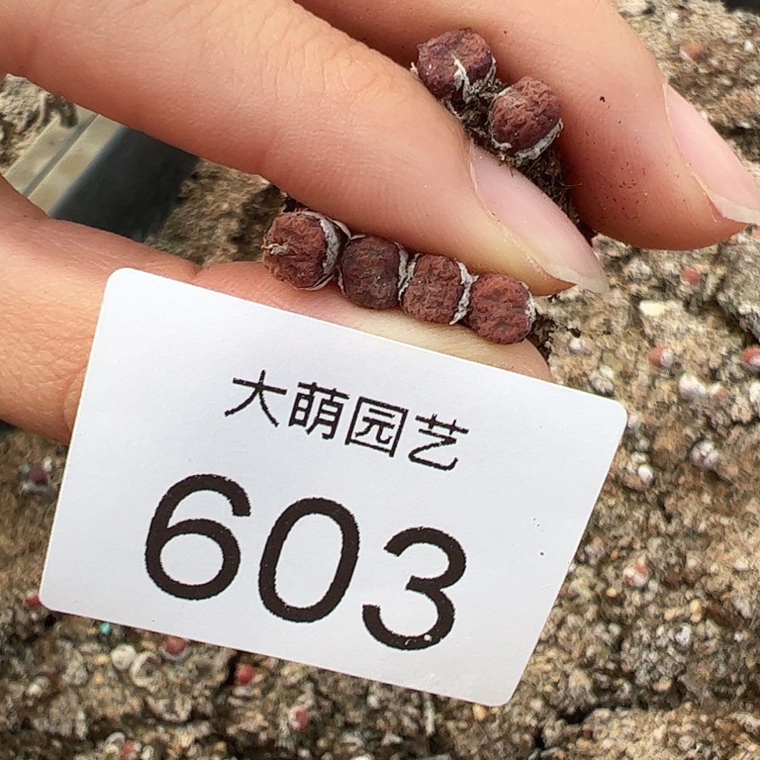 量拍以下2颗。 603