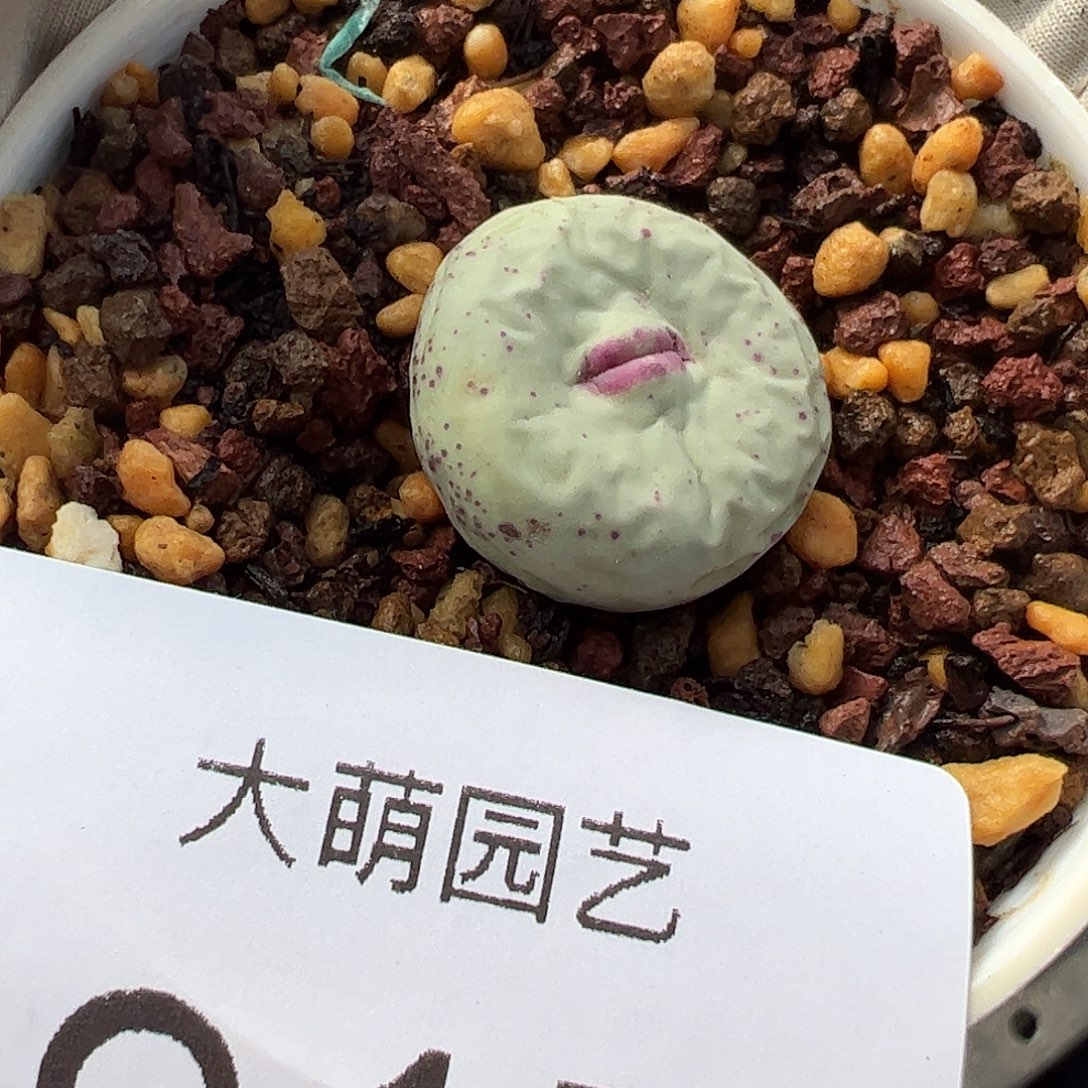 一物一拍脱土发。  917