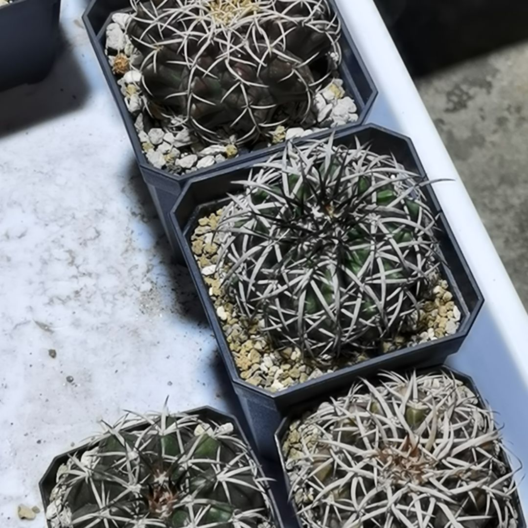 实生圆盘玉一物一拍