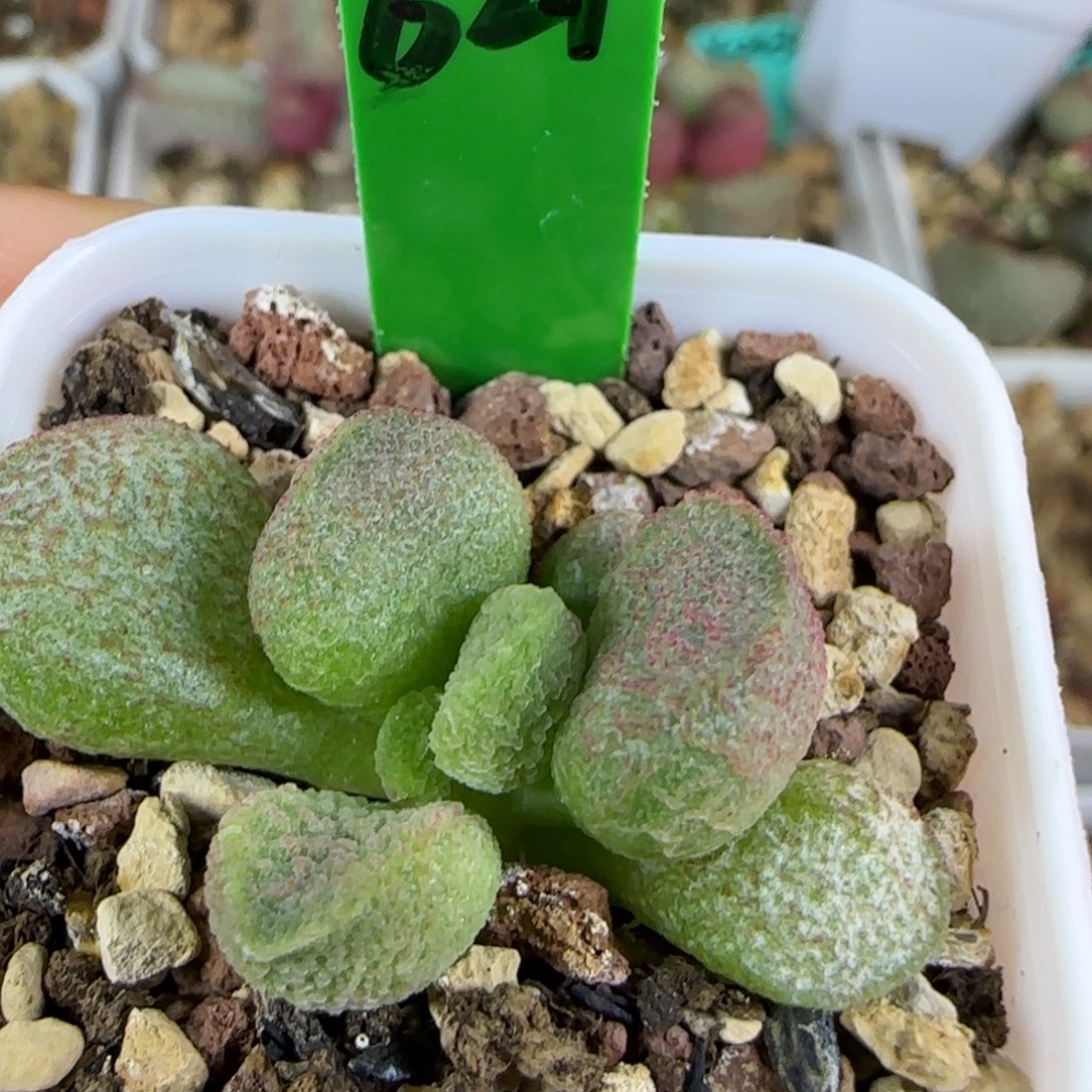 编号621底叶插，四方盆发