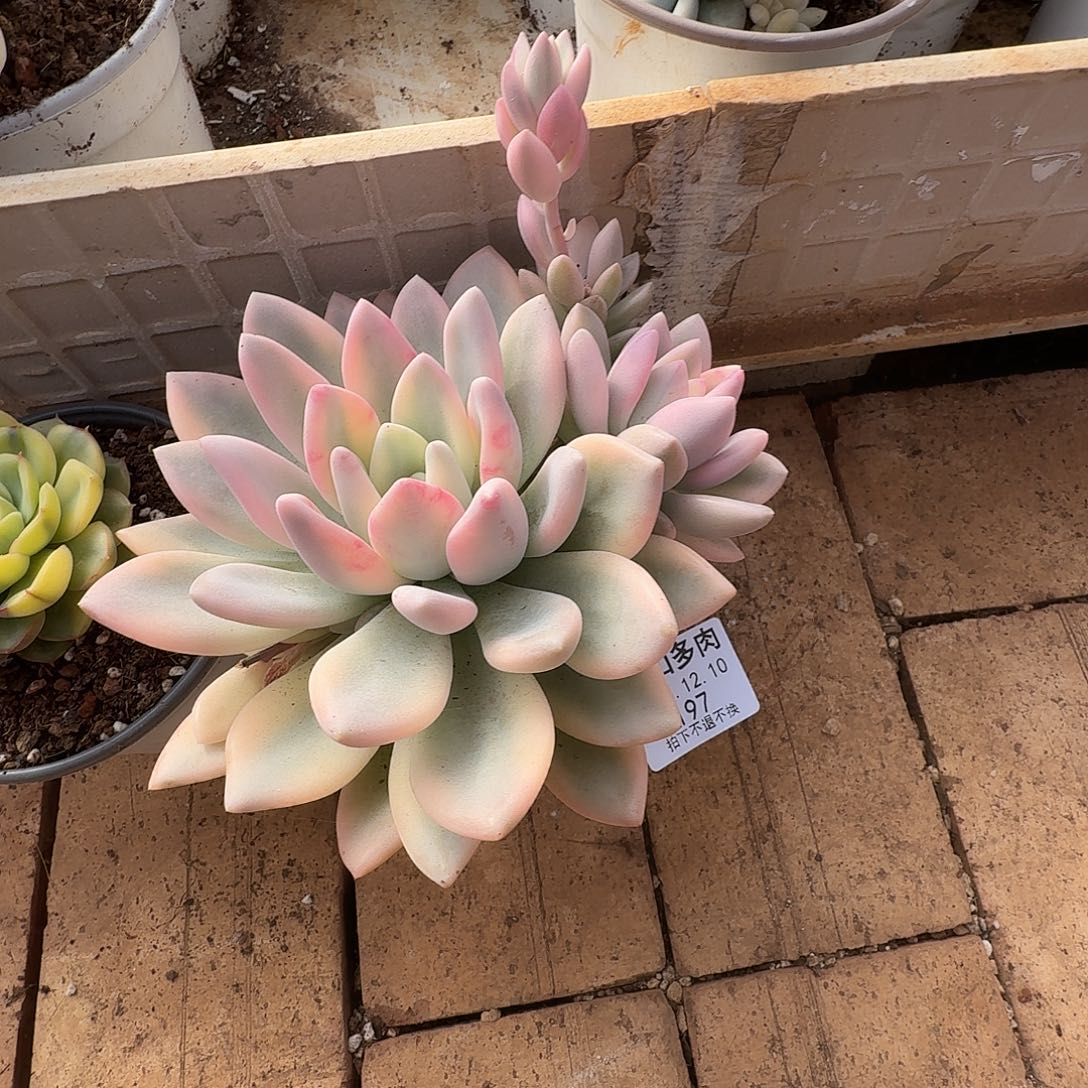 ****奥普锦111111210-197