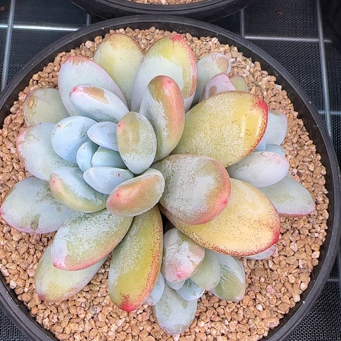 从前慢花园精选雪美人