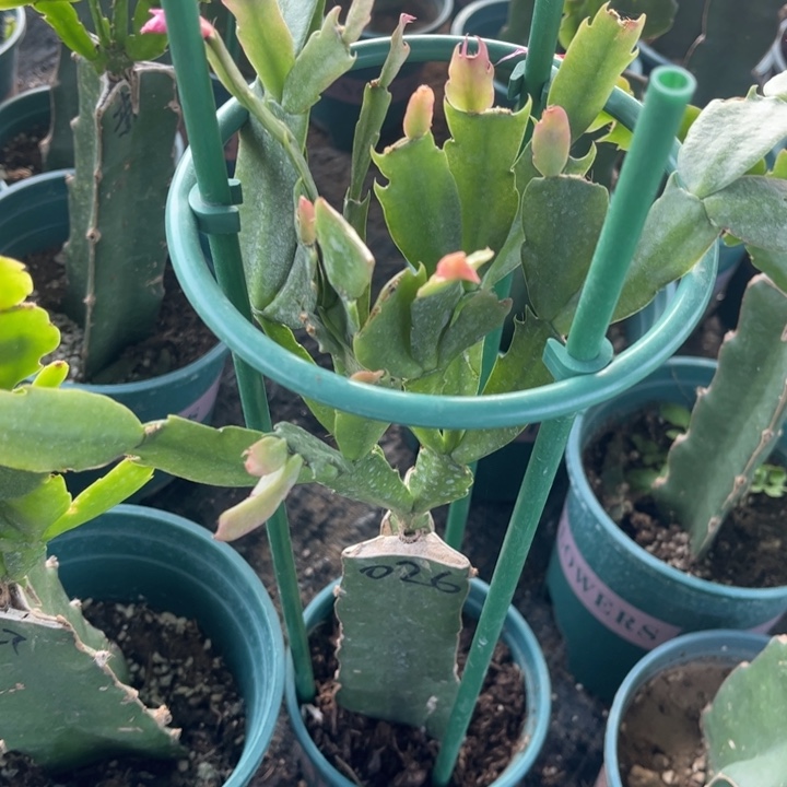 026➕027两颗脱土发货