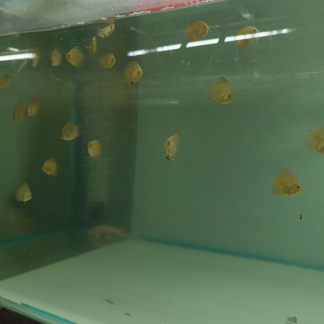 猛***子七彩神仙鱼野血红松苗5+1