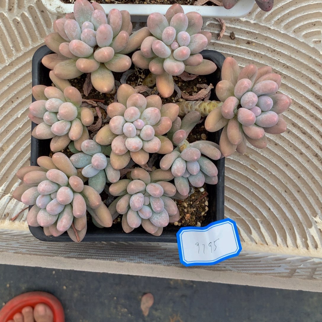 嘟****汤圆群生多肉植物