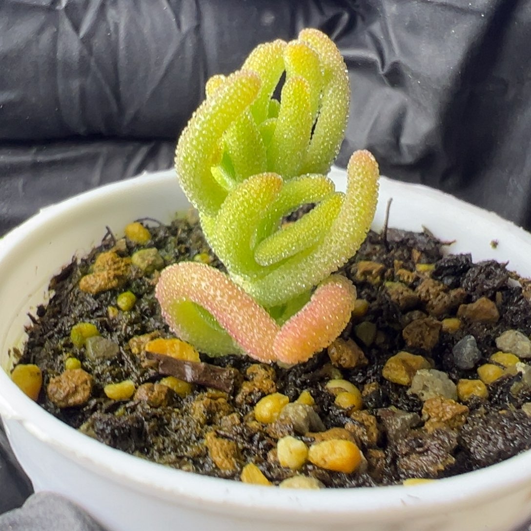 九***多肉枝干红叶黄锦