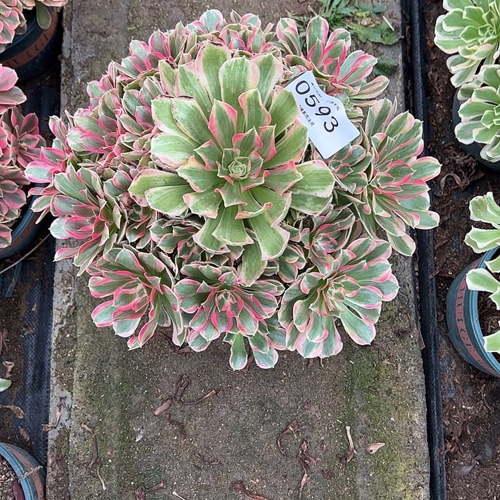 猫***猫0593女郎多肉植物