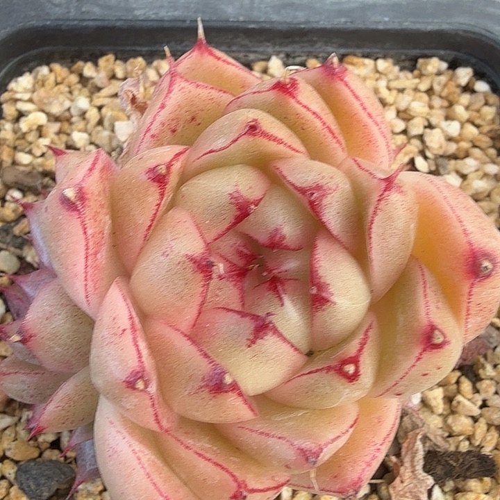 0113-24 边线麦秆