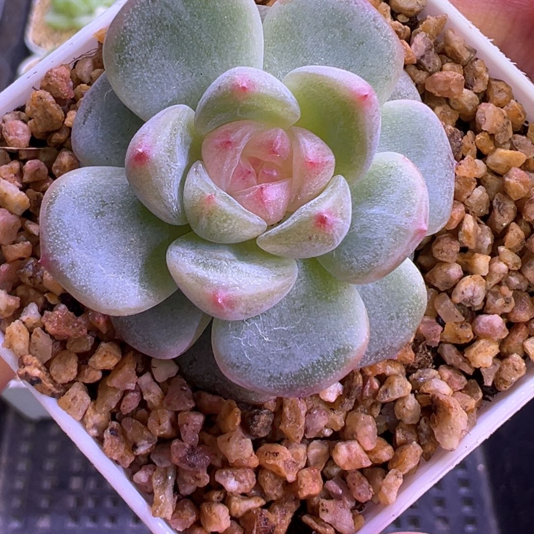 413号蜜桃甜心晗雨多肉植物