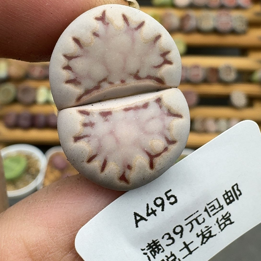 495多肉哈哈哈哈哈哈哈