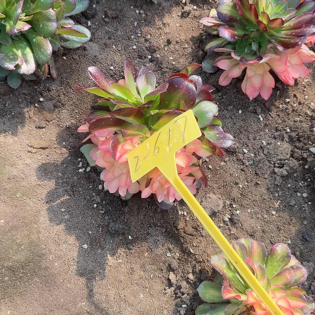 2-617--多头多肉植物大战