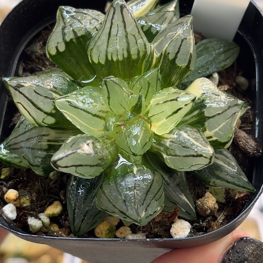 16西瓜寿锦福利专场