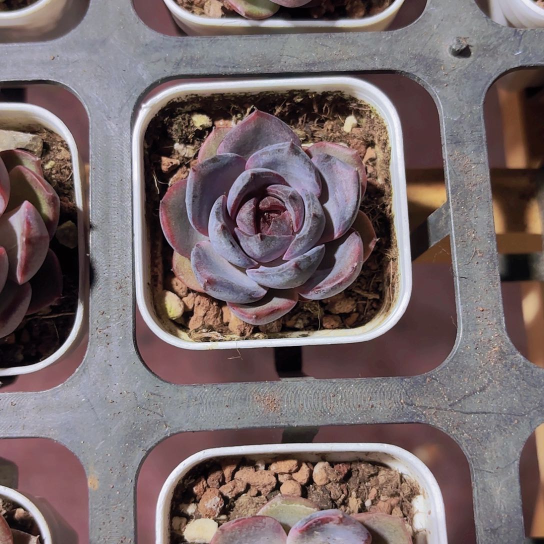 精品黑橙多肉植物