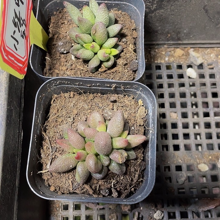 小红嘴水泡带盆土