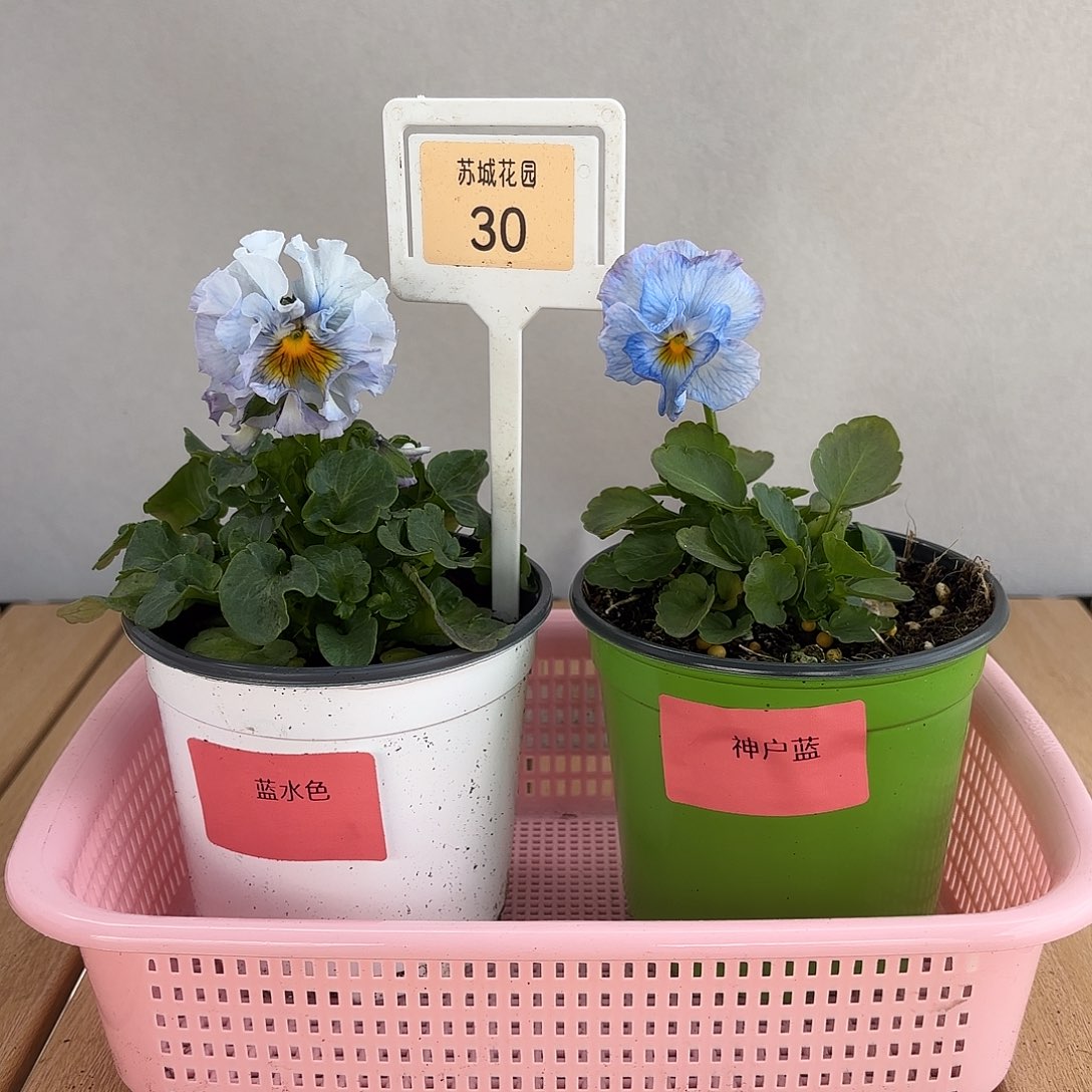 大部分开放少量花苞30