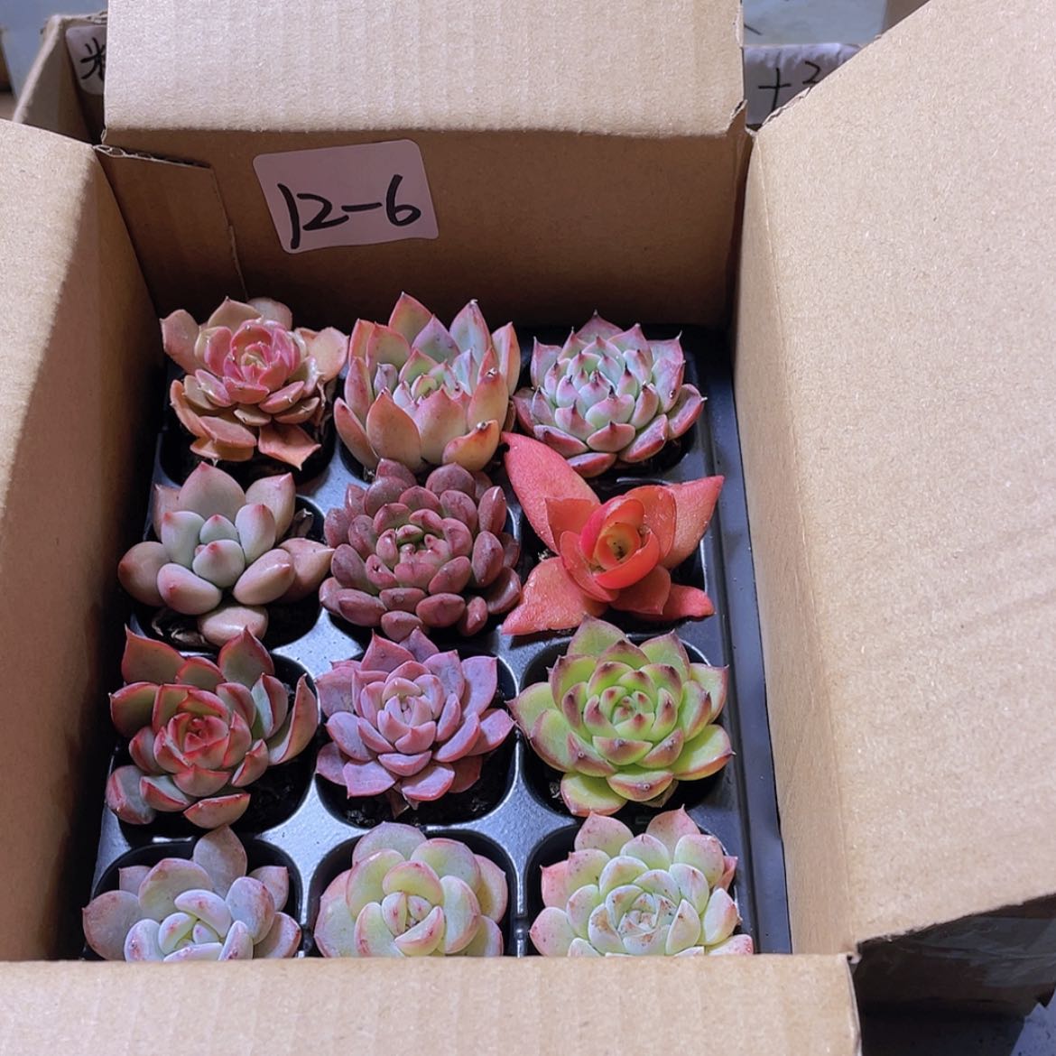 【闪购商品】12颗-6